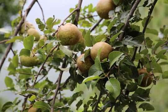 Pear ripens(Nashpati) on a tree branch in the garden Closeup view