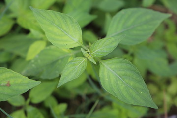 Closeup view of fresh green leaves of plant