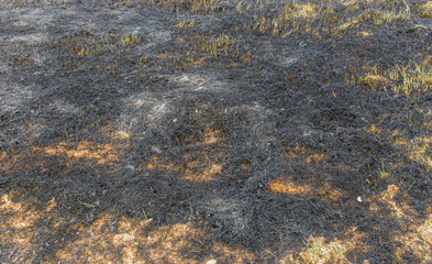 After wildfire.burning grass in the dark field.environment problem.
