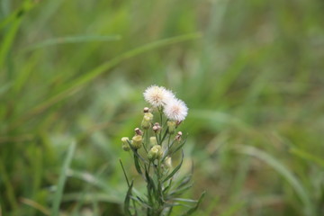 Obraz premium erigeron sumatrensis(Conyza sumatrensis) also know as Guernsey fleabane