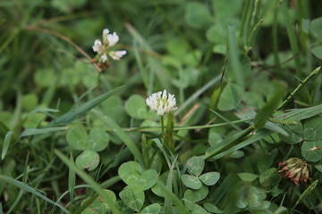 Couple of white flowers in the garden