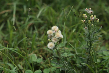 erigeron sumatrensis(Conyza sumatrensis) also know as Guernsey fleabane closeup view