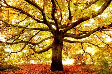 Autumn tree London, uk