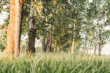 Fototapeta premium Early morning in the forest.