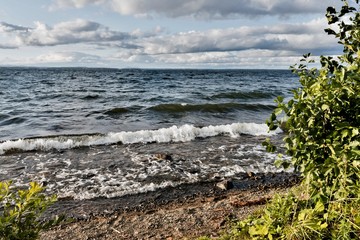 young trees on the lake shore in windy weather