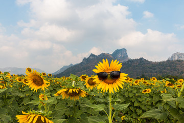 Sunflower glasses with nature background