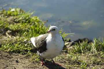 The pigeon is on shore pond