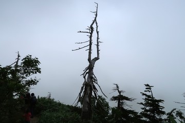 不気味な立ち枯れの木