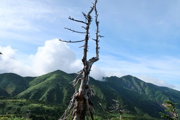 Obraz premium 山と立ち枯れの木