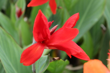 Flower in nature at its best