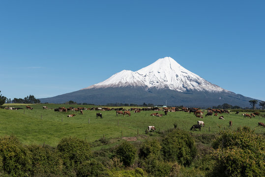 Snow covered Mount Taranaki, or Egmont, an active volcano, viewed across lush, green farmland with a herd of dairy cattle in the mid ground. Taranaki district, New Zealand.