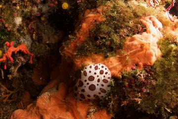Nudibranche dalmatien
