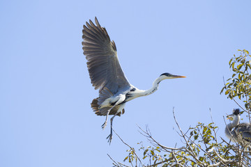 Grey heron landing on tree with nest