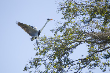 Grey heron landing on tree