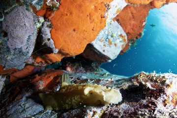 Nudibranche jaune