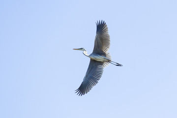Grey heron flying