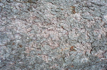 Embossed texture of the bark of fir. Horizontal photo of a tree bark texture.