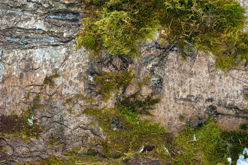 Embossed texture of the bark of fir. Horizontal photo of a tree bark texture.