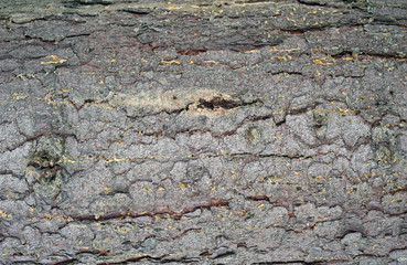 Embossed texture of the bark of fir. Horizontal photo of a tree bark texture.