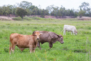 Bulls standing in a field on the Atherton Tableland in Queensland, Australia