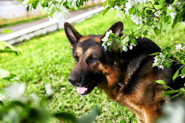Dog German Shepherd in a park near branch of blossoming apple tree
