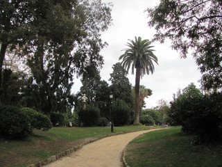 Fototapeta premium Path in the summer southern park, palm tree