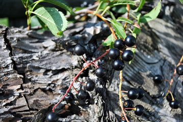 Prunus padus (bird cherry, hackberry, hagberry, Mayday tree) branches with black berries and leaves...