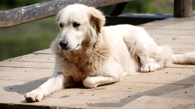 White Domestic Dog Laying Down Relaxed on a Bridge