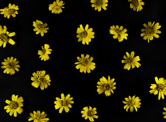  Yellow flowers on black background