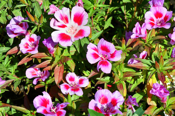 Flowers Godetia in the summer garden