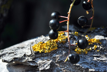Prunus padus (bird cherry, hackberry, hagberry, Mayday tree) black berries on gray wooden background with yellow moss