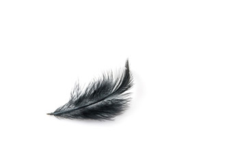 Obraz premium Black bird feather on white background
