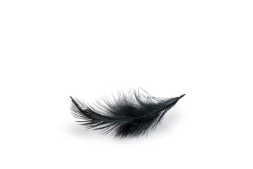 Black bird feather on white background