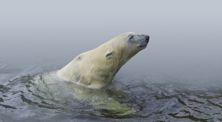 Polar bear
