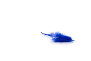 Blue feathers on white background