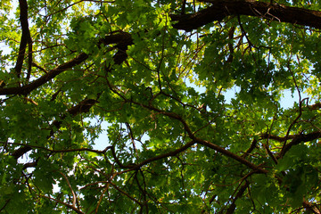 Trees in summer background