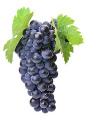 Obraz premium Grapes on a white background