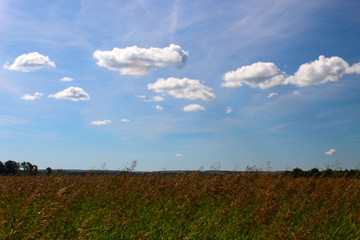 Nature in summer in the field