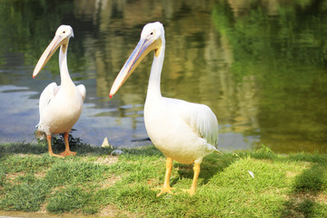 Great white pelicans in lake