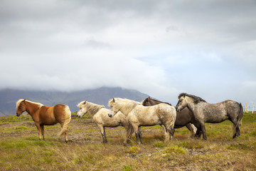Naklejka na ściany i meble group of horses while grazing in the iceland plain