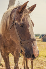 Fototapeta premium horse