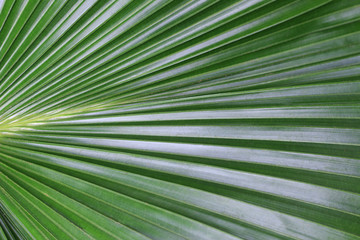 Obraz premium Green tropical leaf close-up, texture, background