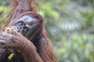 Orangutango, Pongo pygmaeus in the jungle