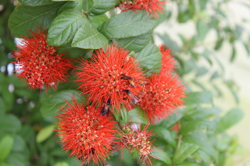 Flower in nature at its best