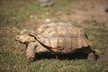 a large turtle crawls