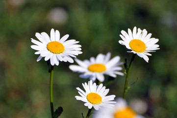 Margeriten im Frühling