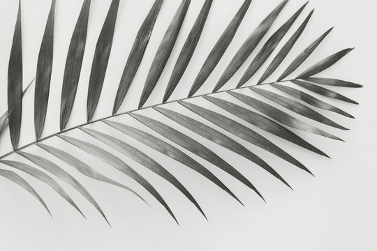 Palm leave background. Back and white photography.