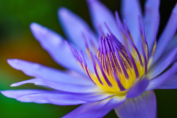 Macro pollen of purple lotus.