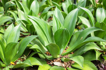 Aloe vera is tropical green plants tolerate hot weather. A close up of green leaves, aloe vera in park at daytime