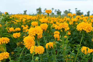 Obraz premium Close up marigolds flower